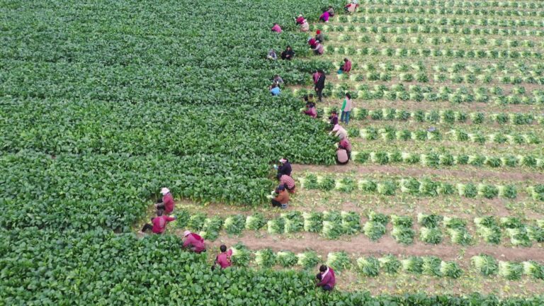 Colheita de vegetais de talo verde acelera rotatividade e aumenta a renda dos agricultores