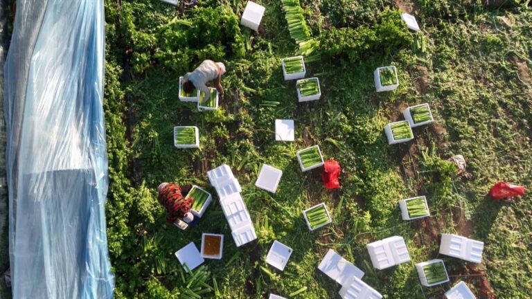 Colheita movimentada no período de entressafra: salsão cultivado em terra firme tem boa safra