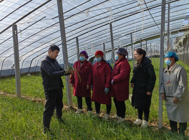 Equipe de Serviço da Indústria de Salsão de Heze: Tecnologia chega ao campo