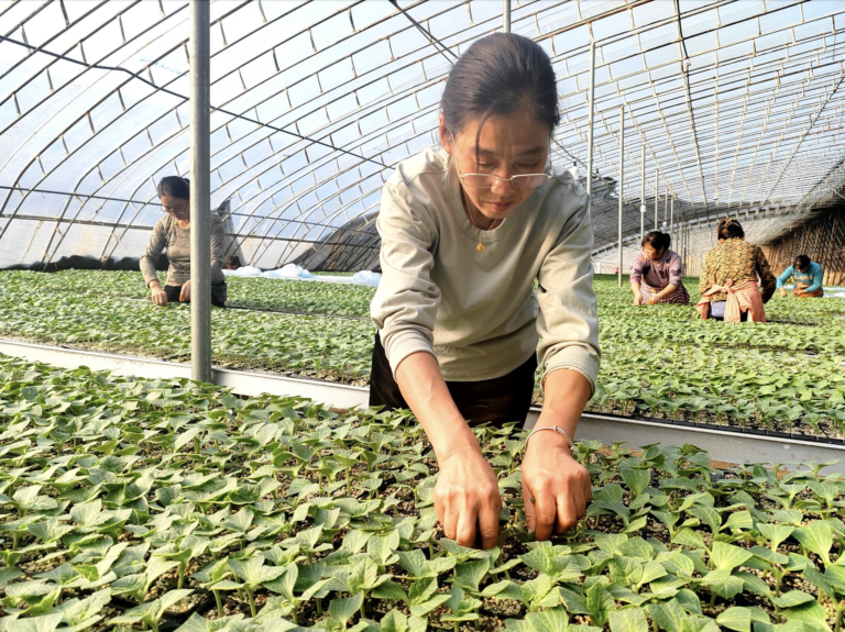 Temporada de mudas de melancia: agricultores ocupados com enxertos