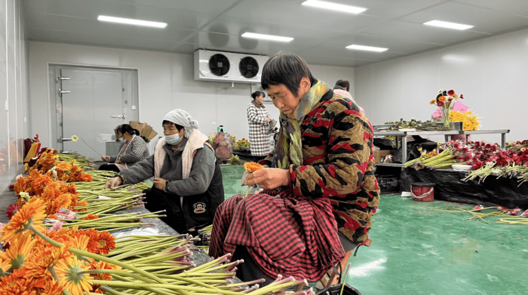 Gérberas florescem como símbolo de prosperidade