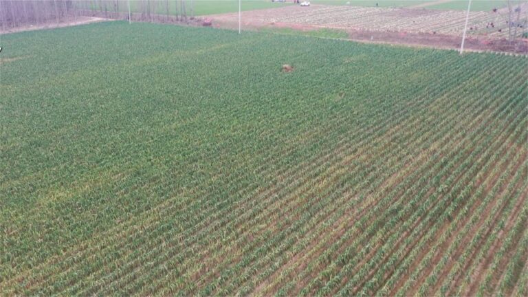 Mais de 4000 mu de cebolinhas colhidas com sucesso transformam o inverno em uma temporada ativa