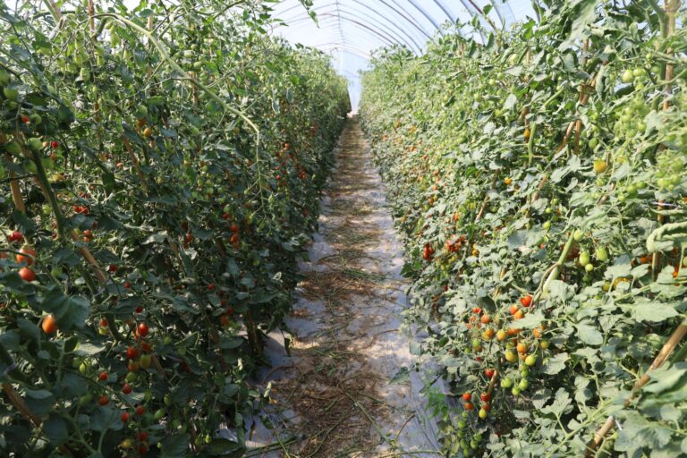 Os pequenos tomates especiais tornam-se “frutos da riqueza”