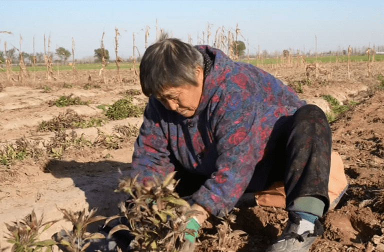 “Ervas amargas” cultivando dias doces