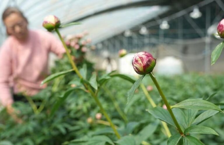 Colheita ocupada de flores cortadas frescas de peónia