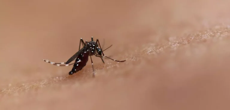 Ministério da Saúde quer incorporar vacina contra chikungunya ao SUS