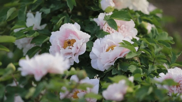 Em um famoso jardim milenar de Heze, na província de Shandong, as peônias esperam tranquilamente pelos visitantes