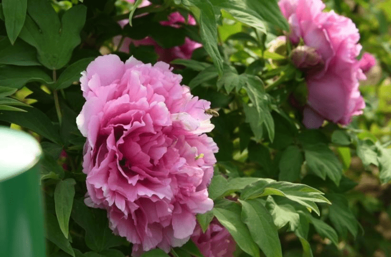 Uma única flor impulsiona toda uma cadeia produtiva – Peônias florescem e movimentam a “economia das flores”