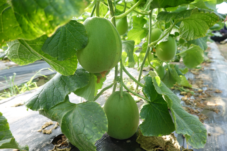 900 acres de frutas perfumadas ativam a “economia doce” das áreas rurais