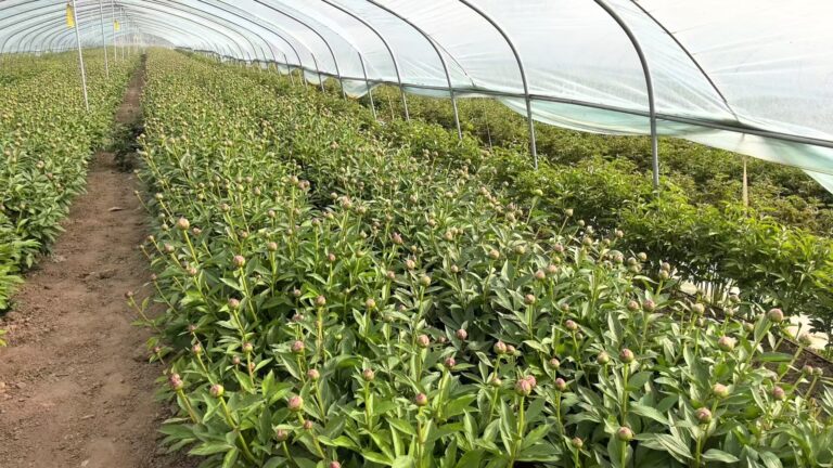 Dingtao: a cidade das flores que cultiva uma “economia floral” cada vez mais forte