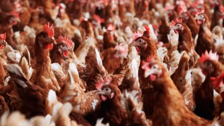 China suspende importações de frango do Brasil após caso de gripe aviária