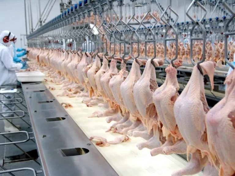 Brasil retoma status de país livre da gripe aviária e mira recuperação de mercados globais