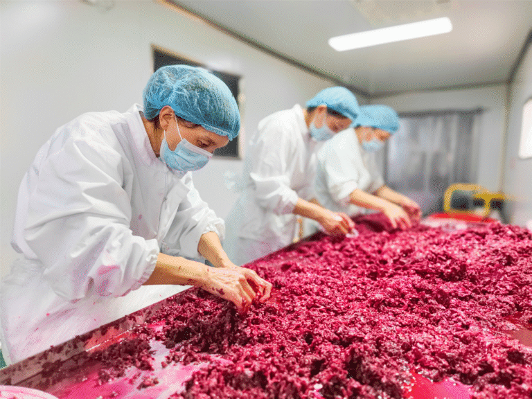 Indústria da rosa se expande em Dingtao, impulsionando a chamada “economia das flores”
