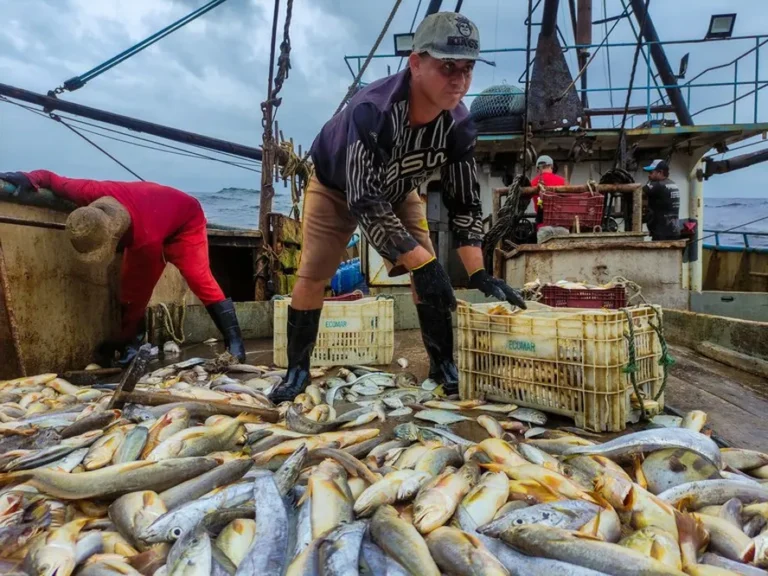 Exportadores brasileiros suspendem vendas de pescados aos EUA e reforçam busca por mercados alternativos como a China