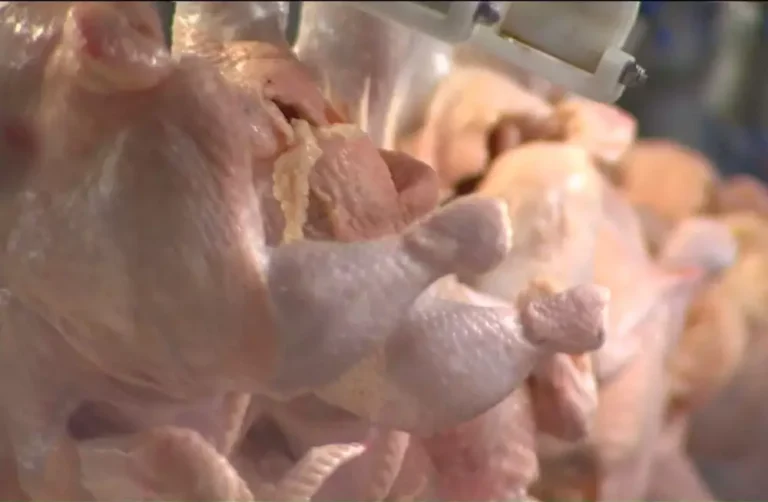 Brasil pressiona China por reabertura do mercado de frango e mira ampliação de exportações de carne bovina