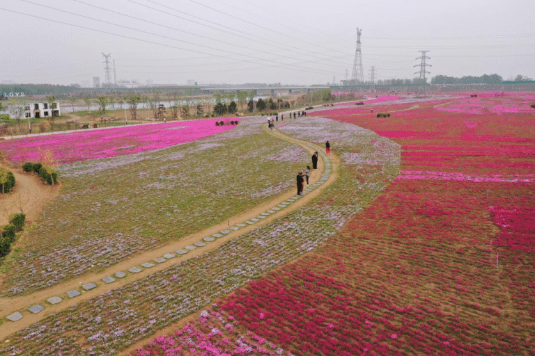 Registro da Observação do “Mar de Flores de Shibazakura” em Shanxian, Heze