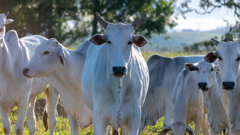 China e México enviam missões ao Brasil em busca de carnes