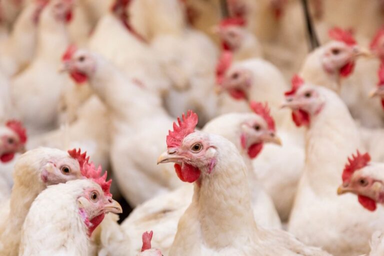 China comenta sobre possível retomada das importações de frango do Brasil
