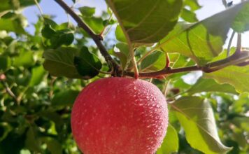 【As Maçãs Vermelhas de Aksu】Aroma de frutas toma Shaya, e fruticultura especial desenha novo quadro de prosperidade