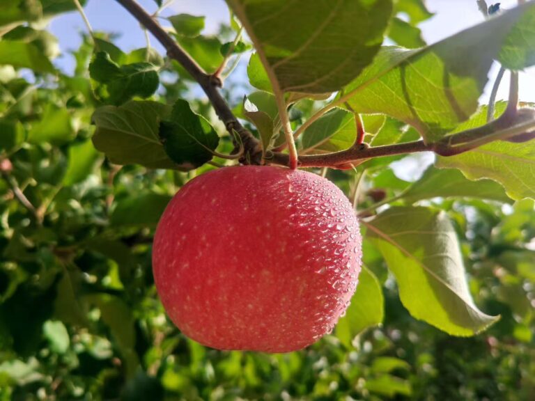 【As Maçãs Vermelhas de Aksu】Aroma de frutas toma Shaya, e fruticultura especial desenha novo quadro de prosperidade