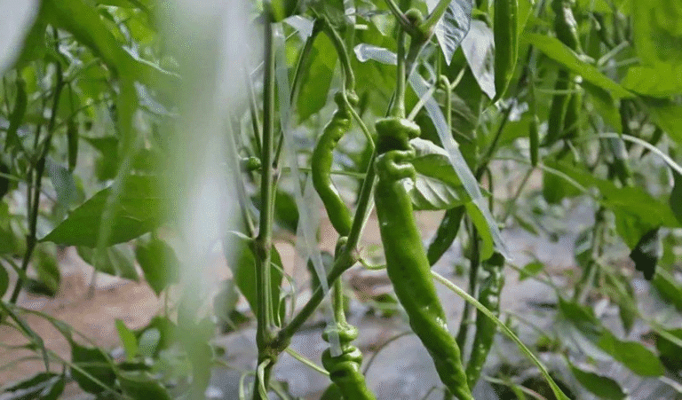 Colheita de pimentas impulsiona renda rural e fortalece economia agrícola em Dingtao