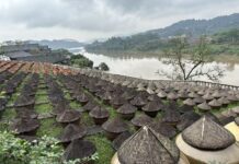 Mídias chinesas no exterior visitam Luzhou: “O museu natural da soja chinesa” revela a força das tradições gastronômicas