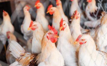 China encerra embargo e retoma importações de frango do Brasil