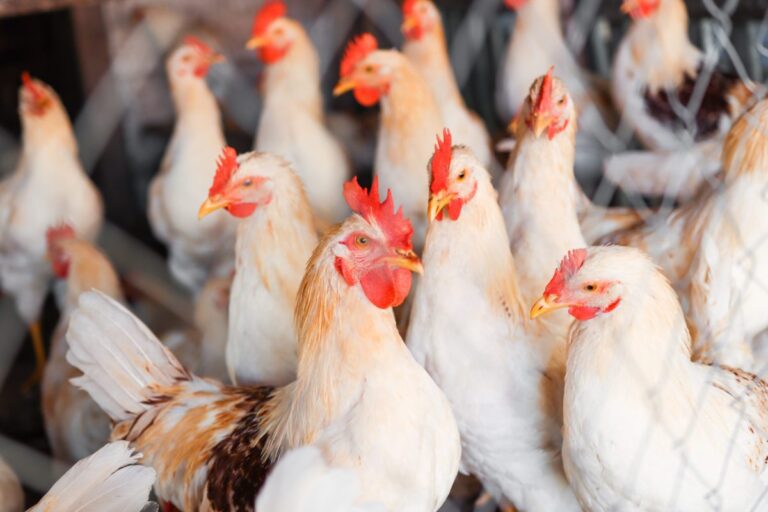 China encerra embargo e retoma importações de frango do Brasil