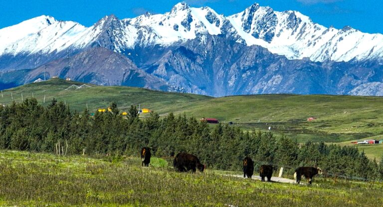Narrativas de Subei: O Épico Sonoro das Montanhas Nevadas e Pastagens