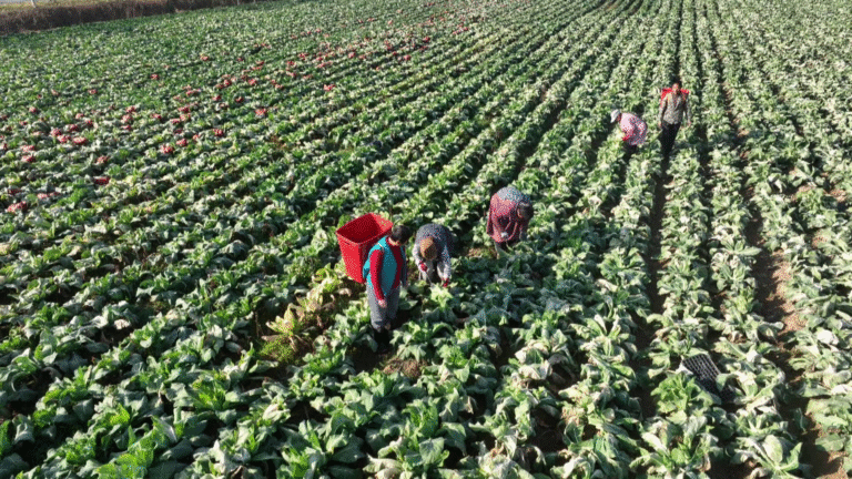 Município de Dutang, em Dingtao, colhe safra de couve-flor em área de 100 mu e movimenta o campo no inverno