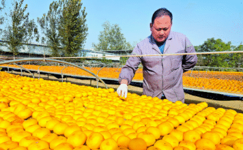 Bolos de Perseca Geng de Caozhou ganham novo fôlego em Heze