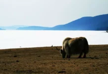 Narrativas de Subei: A Arte que se Veste em Subei