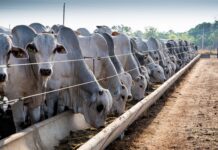 Cota da China para carne bovina deve reorientar produção no Brasil