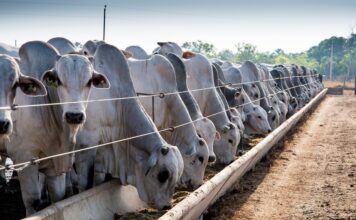 Cota da China para carne bovina deve reorientar produção no Brasil