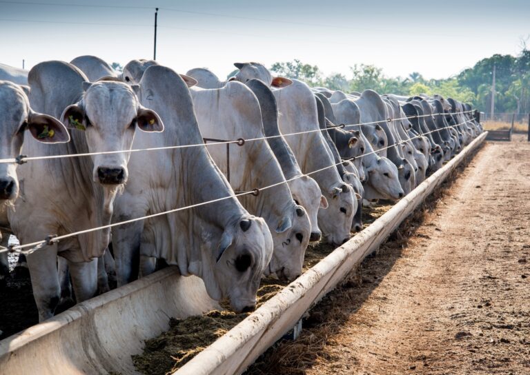 Cota da China para carne bovina deve reorientar produção no Brasil