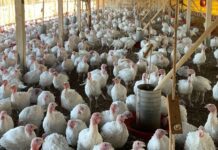 China suspende embargo à carne de frango do Rio Grande do Sul e abre espaço para retomada de exportações