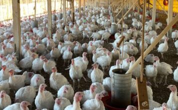 China suspende embargo à carne de frango do Rio Grande do Sul e abre espaço para retomada de exportações