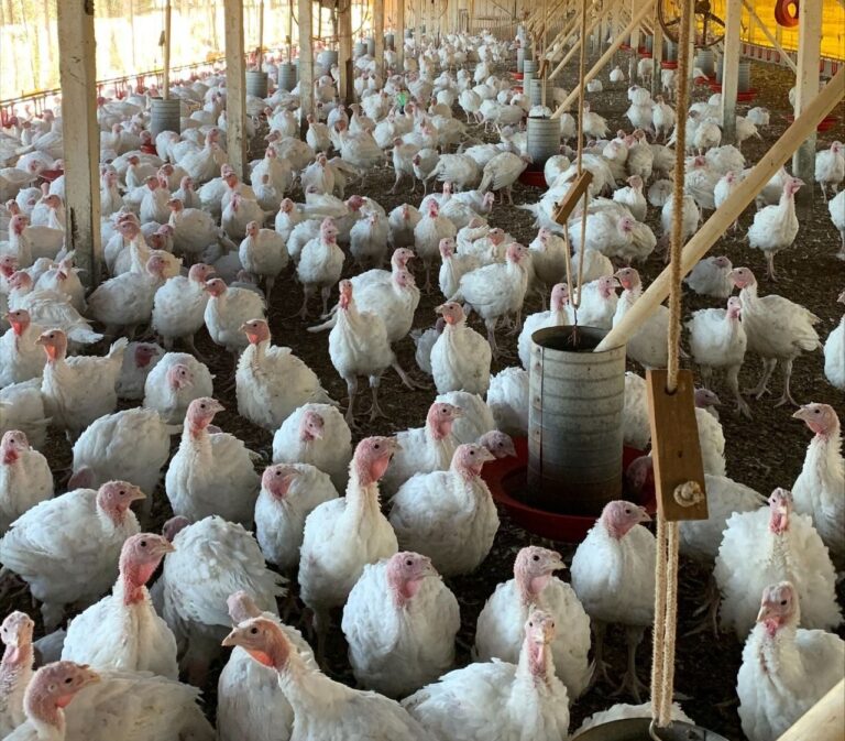 China suspende embargo à carne de frango do Rio Grande do Sul e abre espaço para retomada de exportações