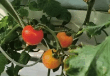 Zona Nova de Luxi em Heze: Integração Agrícola, Cultural e Turística Pinta um Roteiro de Revitalização