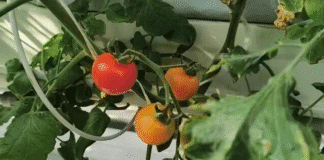 Zona Nova de Luxi em Heze: Integração Agrícola, Cultural e Turística Pinta um Roteiro de Revitalização