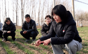 Distrito chinês mobiliza técnicos para proteger lavouras de trigo do frio intenso