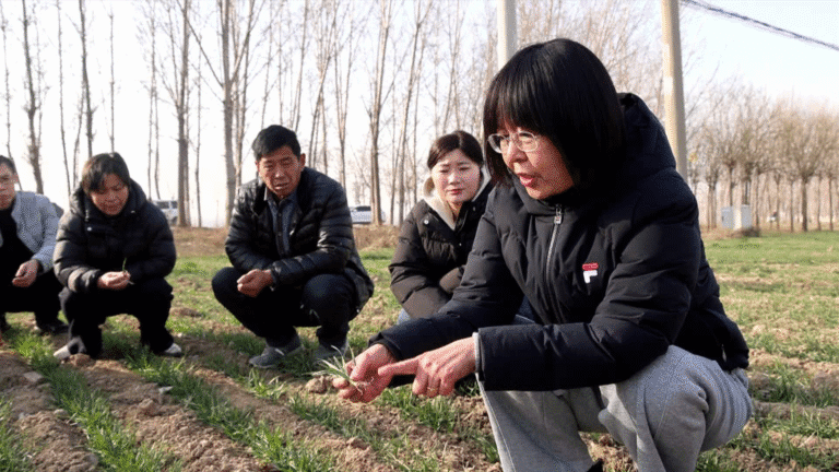 Distrito chinês mobiliza técnicos para proteger lavouras de trigo do frio intenso