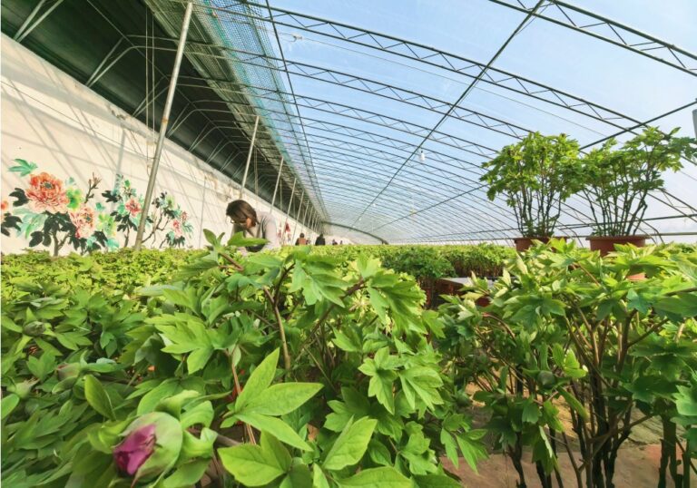 Peônias em botão anunciam a chegada da primavera em pleno inverno
