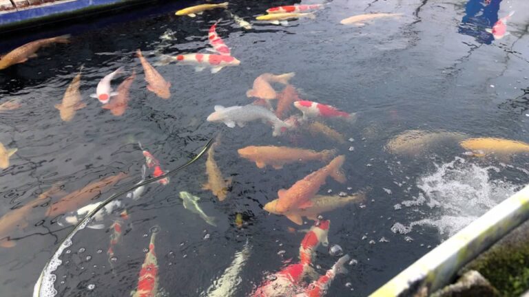 Vendas de Carpas Coloridas em Alta em Dingtao: Trazendo ‘Boa Sorte’ para o Ano Novo