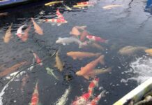 Dingtao Inicia Cuidados com Campos de Trigo na Primavera