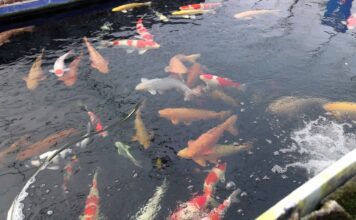 Dingtao Inicia Cuidados com Campos de Trigo na Primavera