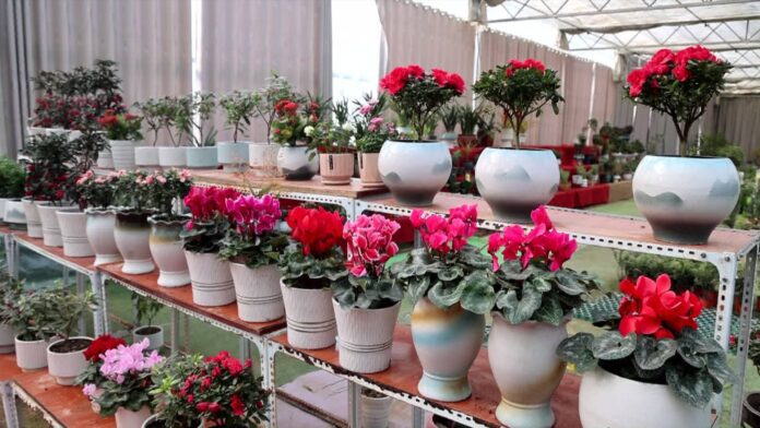 dingtao-2026-02-18-002