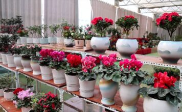 Mercado de Flores do Festival da Primavera em Dingtao Entra em Temporada de Pico de Vendas