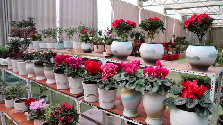 Mercado de Flores do Festival da Primavera em Dingtao Entra em Temporada de Pico de Vendas