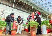 600 Mil vasos de peônias de Heze “florescem fora de época” para o encontro festivo